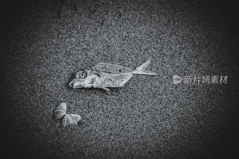 近景的海贝壳和沙滩上的死鱼在深黑色的背景下代表海洋垃圾和污水问题的海洋环境问题的概念。