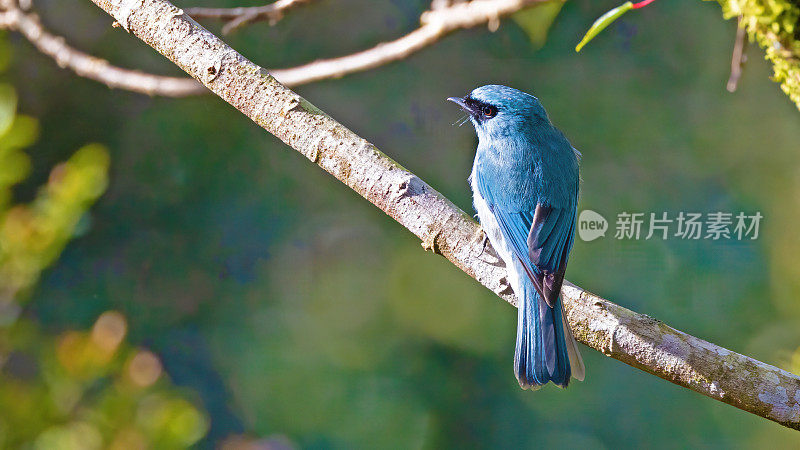 绿松石捕蝇鸟(绿松石捕蝇鸟)，产于菲律宾