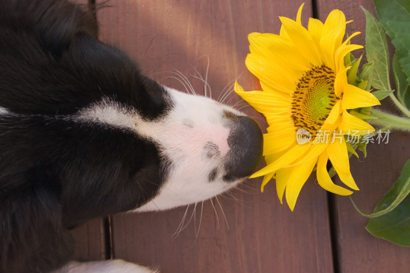 停下来闻闻花香