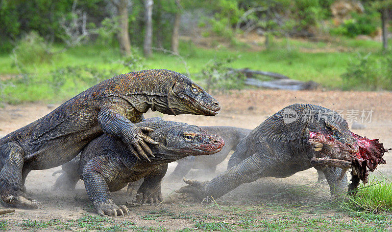 科莫多巨蜥为猎物而战。