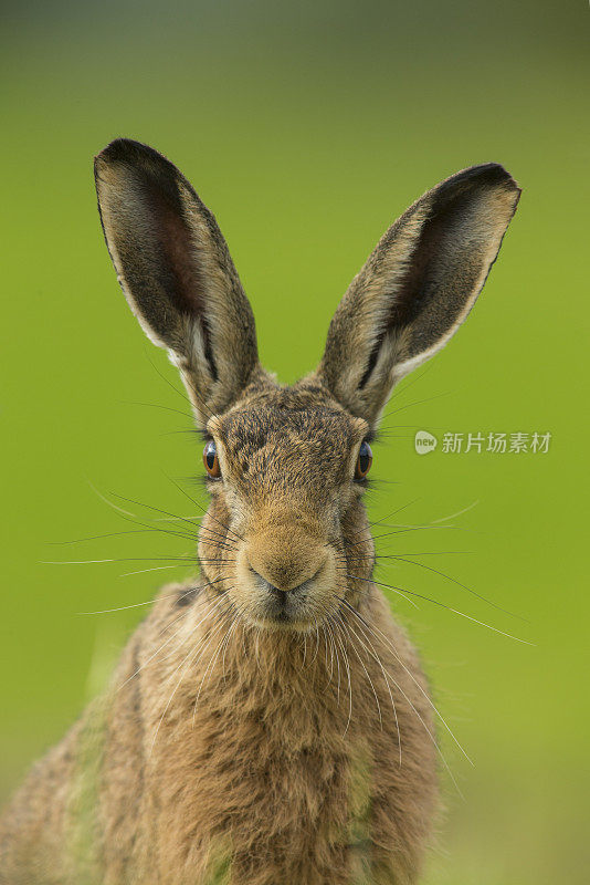 欧洲棕色野兔-欧洲兔
