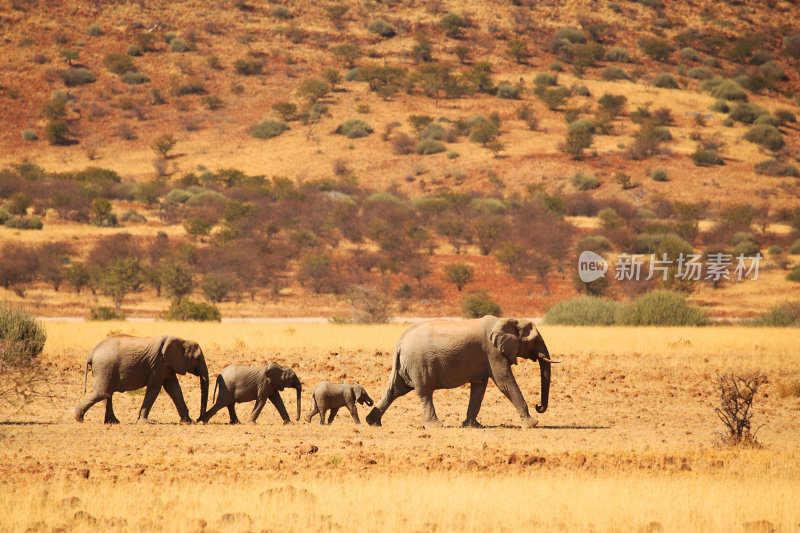 纳米比亚沙漠中的大象家族