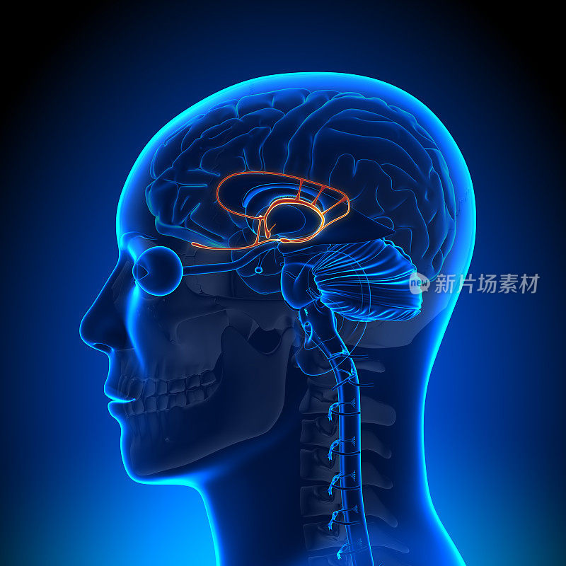 大脑解剖-边缘系统