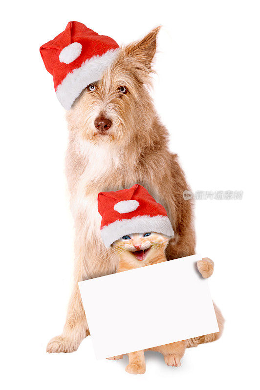 猫和狗戴着圣诞帽和横幅