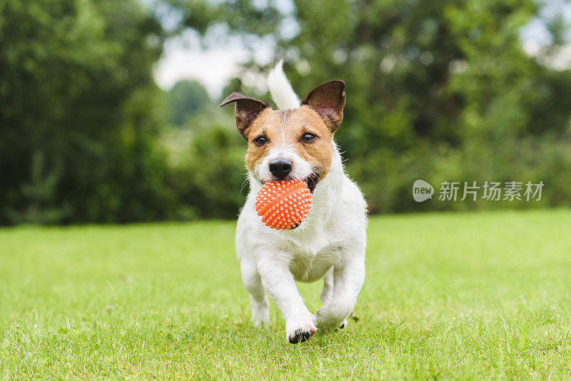 有趣的宠物狗玩橙色的玩具球