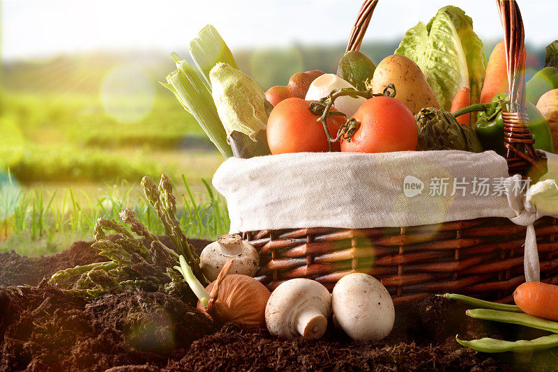蔬菜在篮子中的土壤与作物景观背景横向