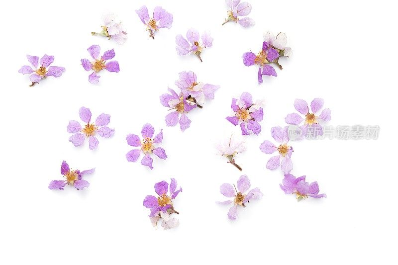 紫花紫薇，白色底，紫色花