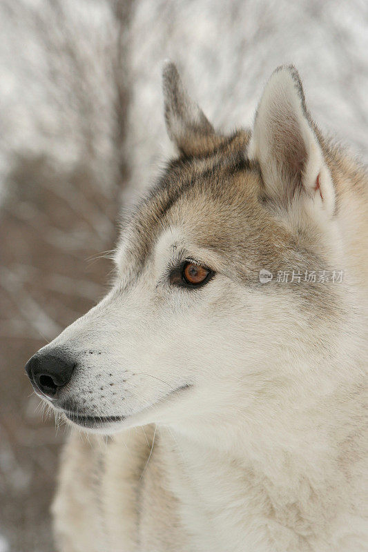 西伯利亚雪橇犬