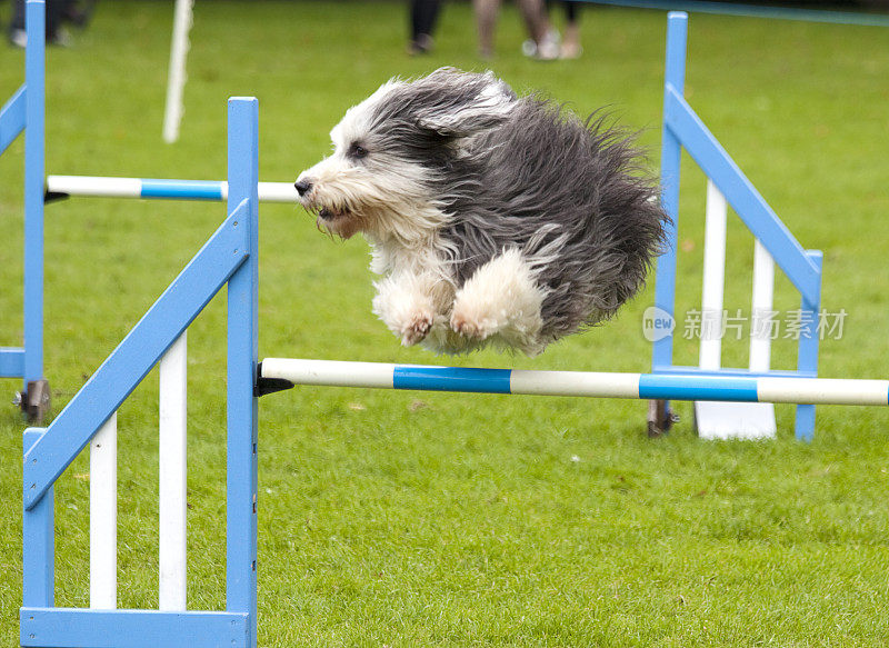 英国牧羊犬在狗敏捷课程