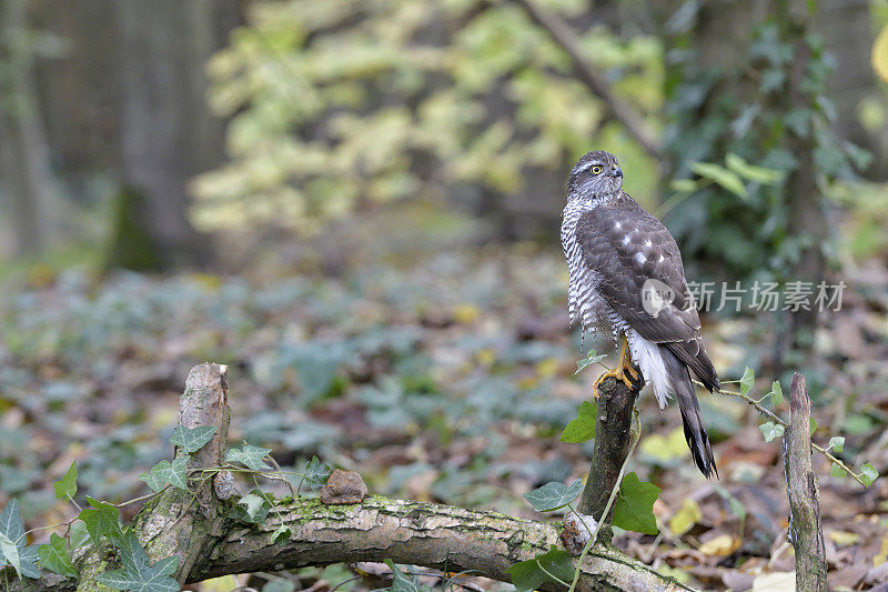 Sparrowhawk(猛禽努力)