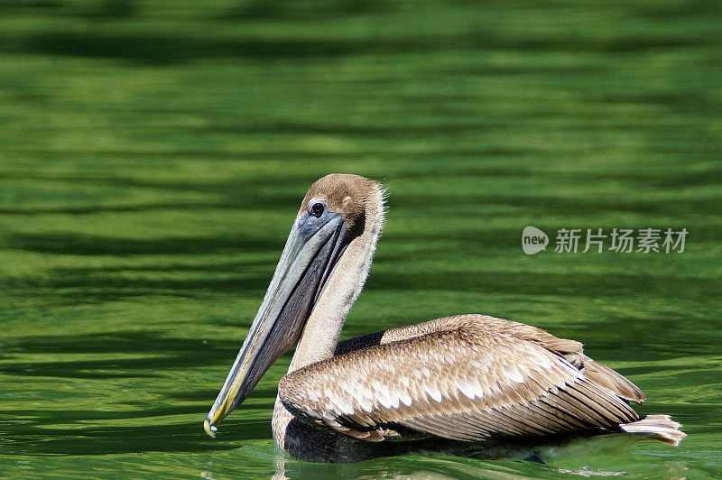 褐鹈鹕