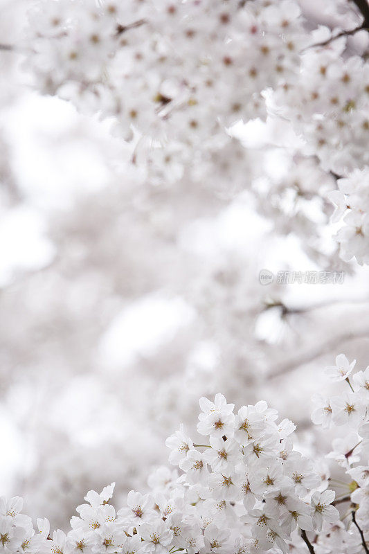 白色的樱花