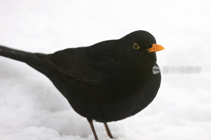 雪中的黑鸟