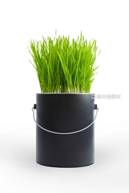 草生长在一个黑色塑料油漆罐
