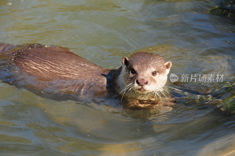 男性水獭