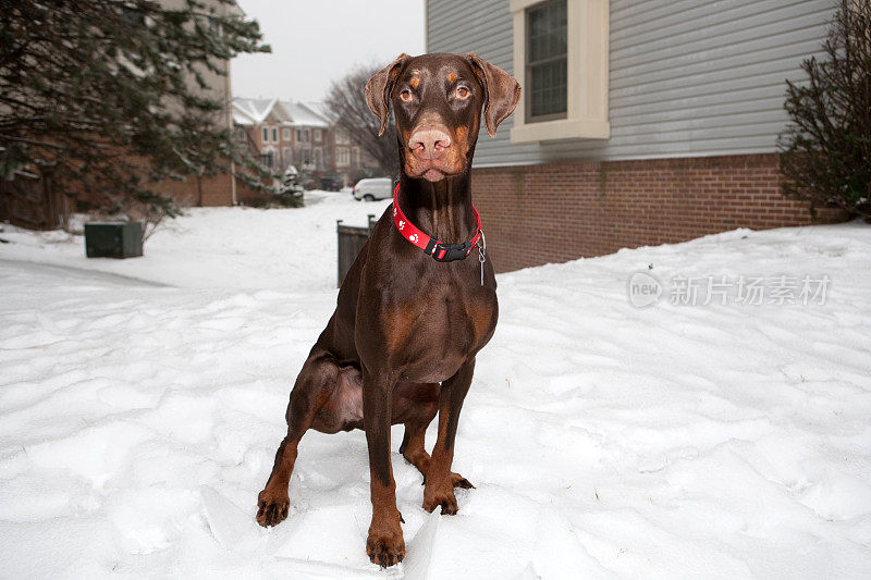 杜宾犬的雪