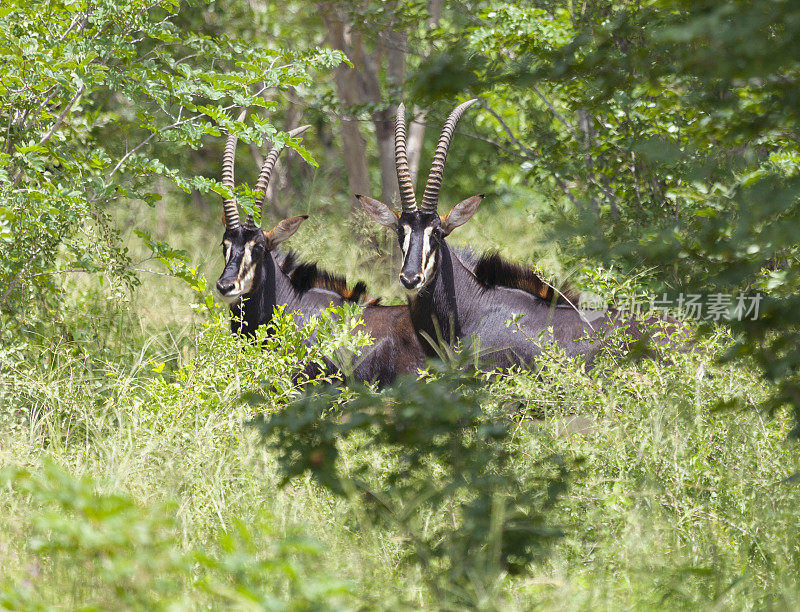 两只野生雄性黑貂羚羊;Chobe_N.P。、博茨瓦纳、非洲