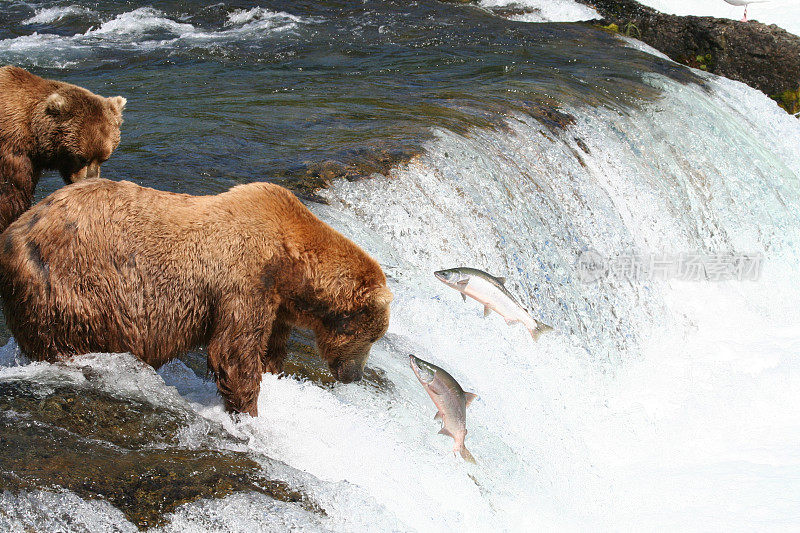 阿拉斯加布鲁克斯瀑布，鲑鱼在躲避棕熊。