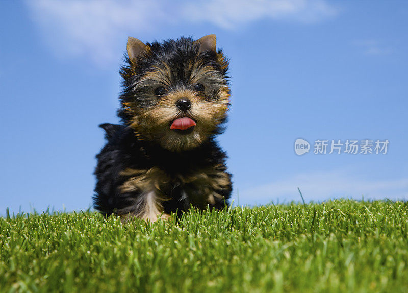 草丛里的约克夏梗小狗