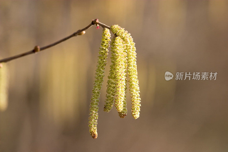 美丽的桦树柔荑花序