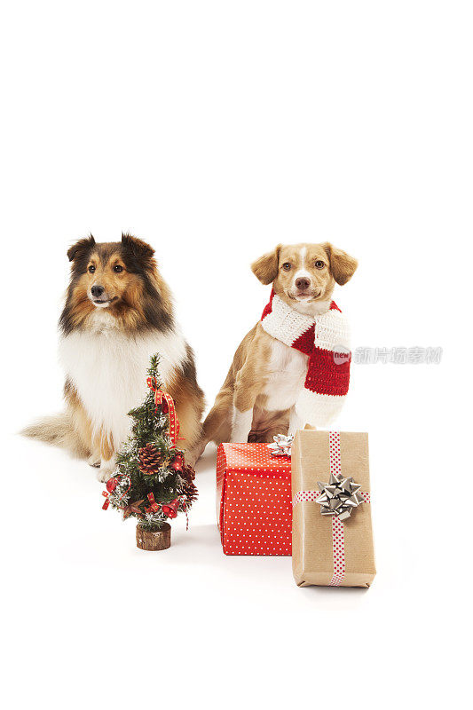 带圣诞礼物的狗