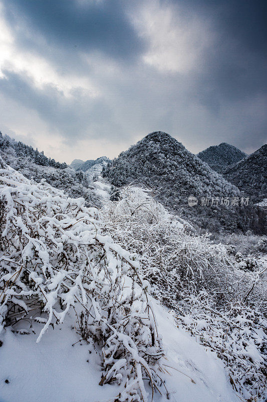 山上的树木覆盖着白霜和白雪