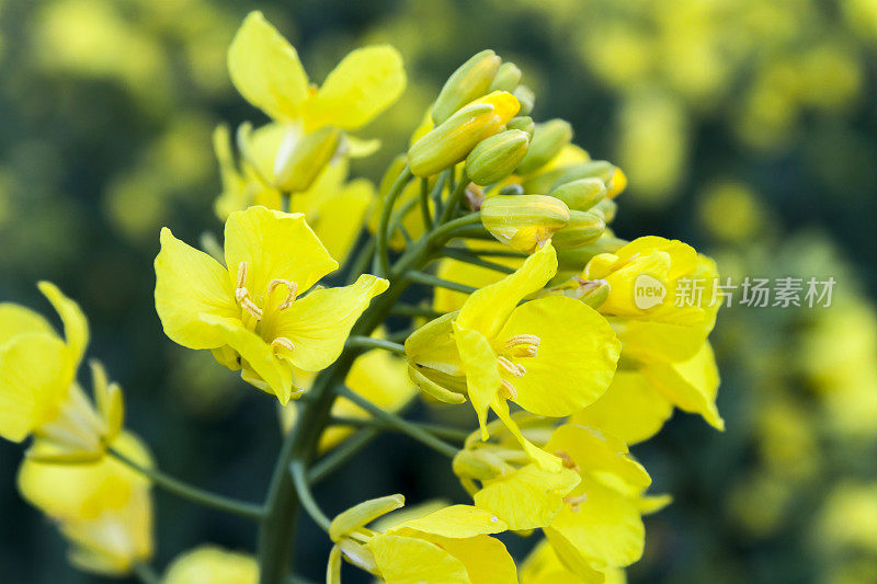 石油种子特写