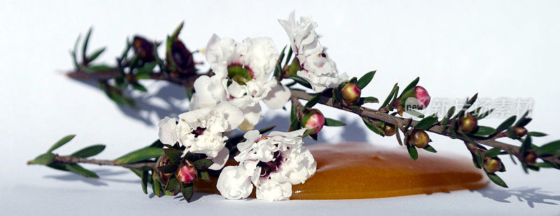 麦卢卡蜂蜜和花