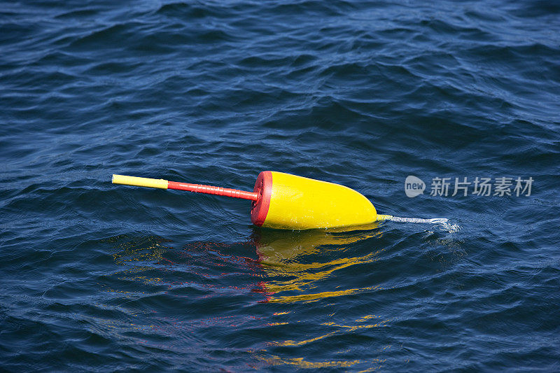 龙虾浮标漂浮在蓝色的水面上