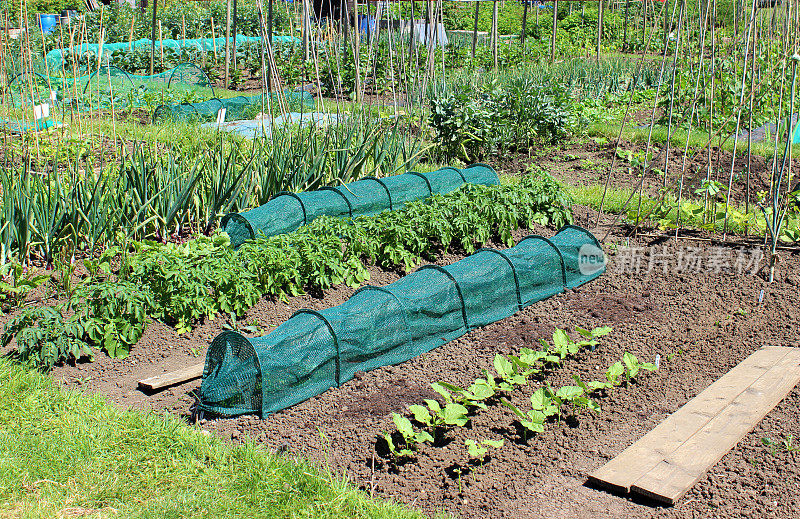 用网眼、生菜等植物分配蔬菜花园的图像