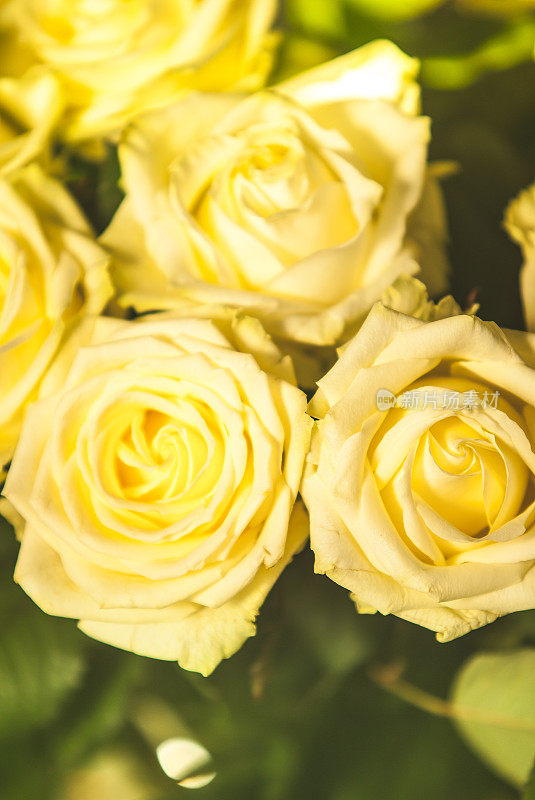 黄色玫瑰花束-细节
