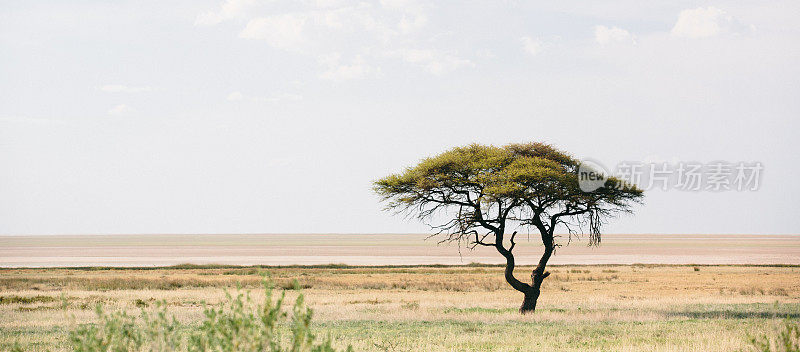 纳米比亚埃托沙的金合欢树