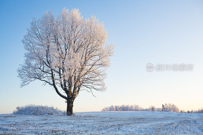 白雪覆盖的橡树和田野