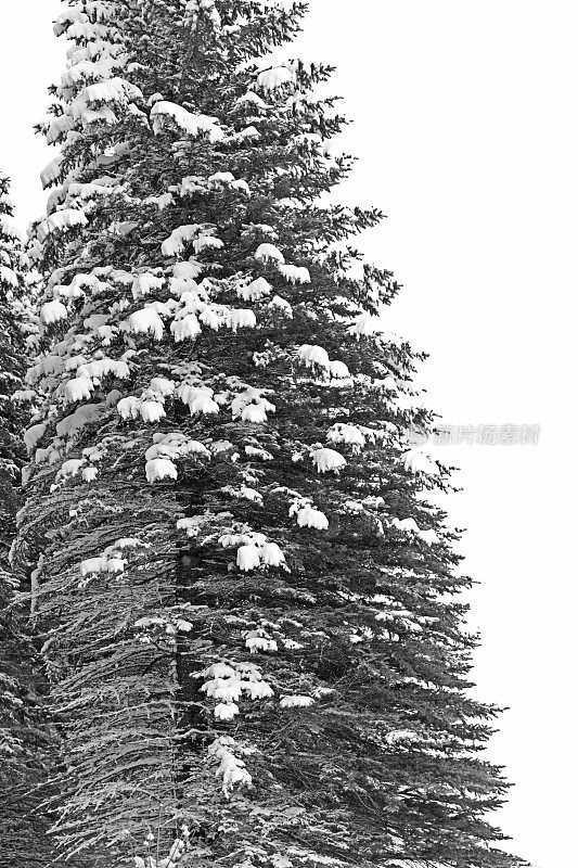 大的雪覆盖云杉-明尼苏达的冬天
