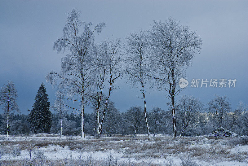 树木在雪景和阴沉的天空