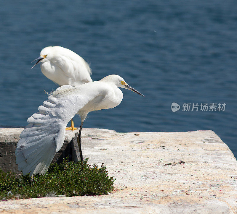 两个白鹭