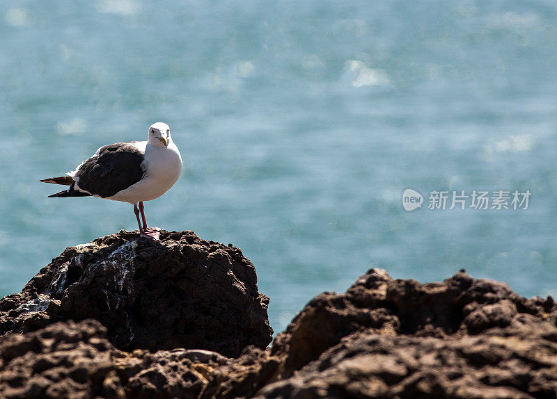 岩石上的海鸥