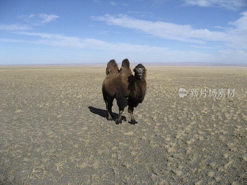 蒙古戈壁沙漠中的独骆驼