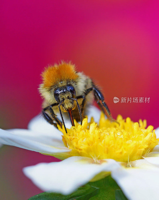 大黄蜂在大丽花上