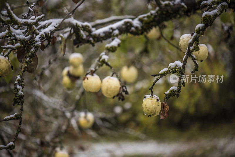 白雪树上的苹果