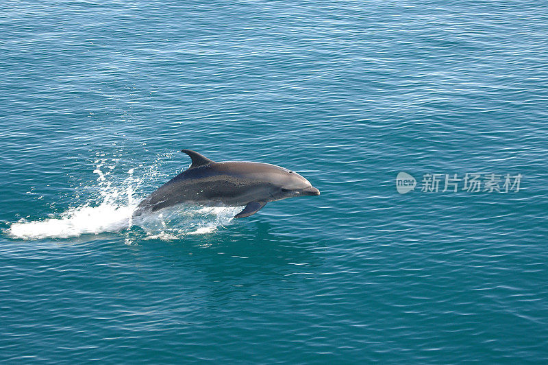 宽吻海豚，截断式突吻海豚，跳跃