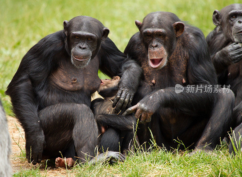 黑猩猩哺乳幼小的黑猩猩