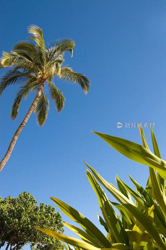 夏威夷的棕榈树