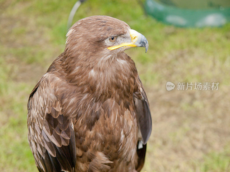 草原鹰