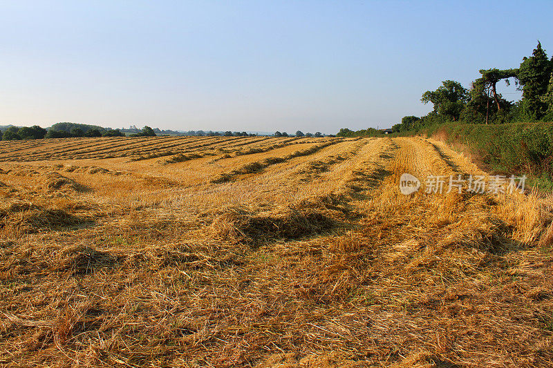 农场地里刚割下的秸秆收获晾晒，早晨阳光明媚