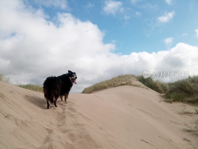 在沙丘上奔跑的博德牧羊犬