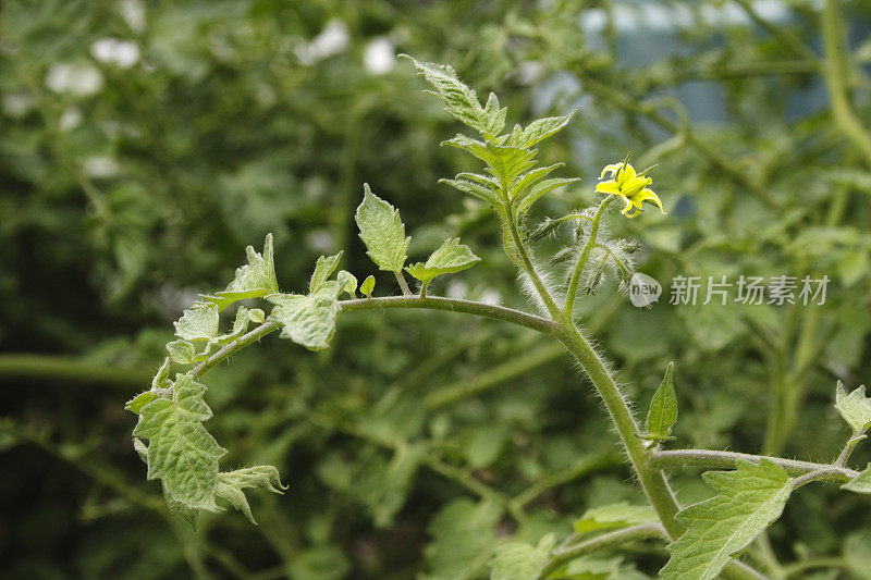 番茄花在蔬菜园里的藤蔓上