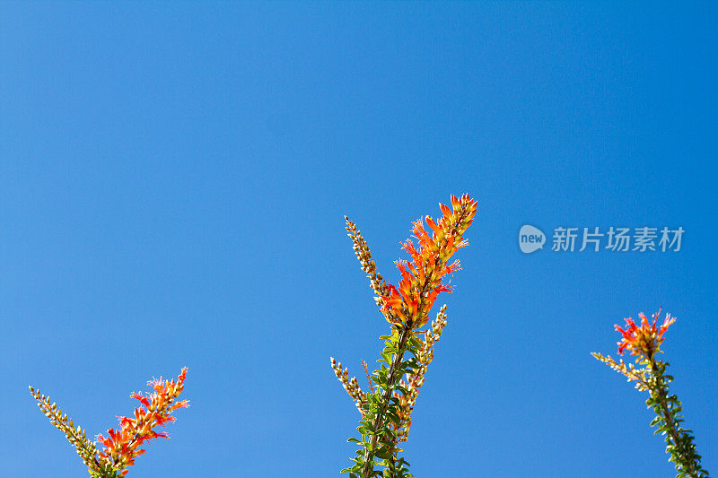 Anza-Borrego州立公园:盛开的Ocotillo，蓝天(特写)