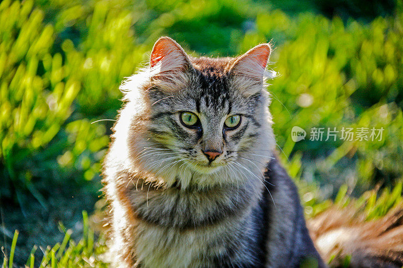 年轻的挪威forestcat