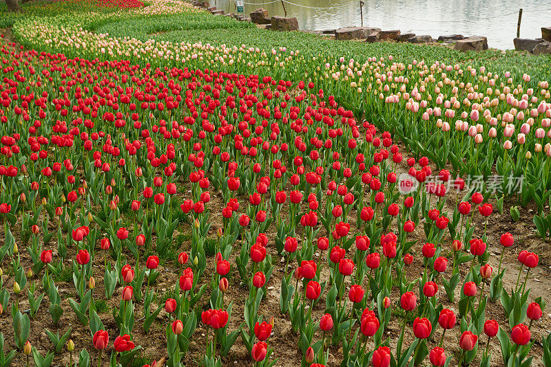 郁金香花圃